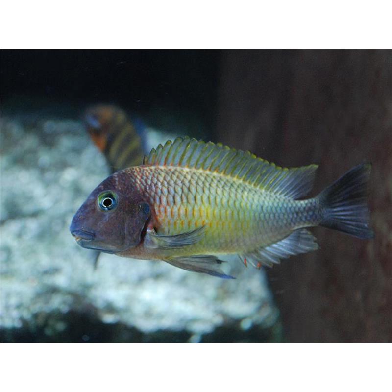 Tropheus moorii linangu - imagine 5